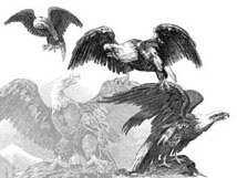 Bald Eagles